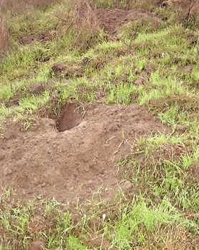 American Badger burrow